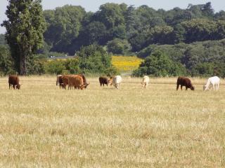 Les Gîtes de Genas - Bourg-lès-Valence - 7