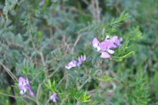 Sunflower Cottage - Herbertsdale - 5