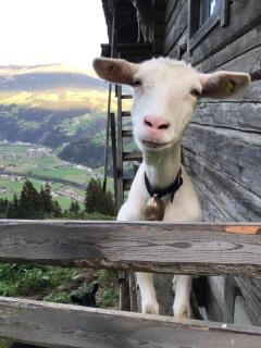 Goass'n Alm Zillertal - Hippach - 5
