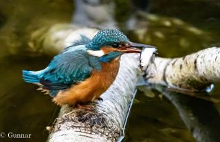 Ferienhaus Ellie mit Bootscharter auf der Müritz - 8