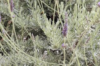 Lavender House in Kiparissia - Kyparissia - 9