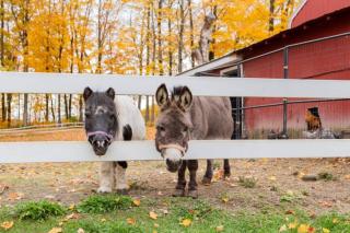 Shadow Hills farm - 1