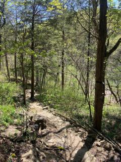 Secluded Lakeview retreat by Eureka Springs-CANOE - Eureka Springs - 9