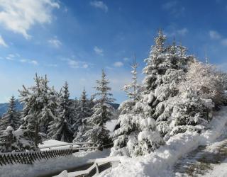 ALMNEST - LACHTAL - 1