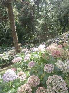 Apartamento no Morro do Elefante Campos do Jordão - 3