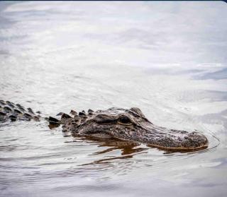 Cape Coral Beauty.Booking - 7