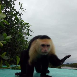 Adventurelalotour - Quepos - 7