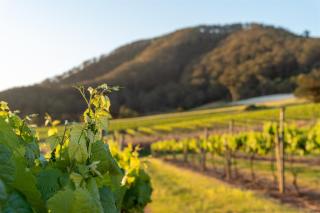 Coolangatta Estate Shoalhaven Heads - Berry - 5