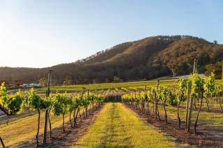 Coolangatta Estate Shoalhaven Heads - Berry - 3