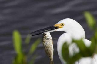 Cape Coral Beauty.Booking - 5