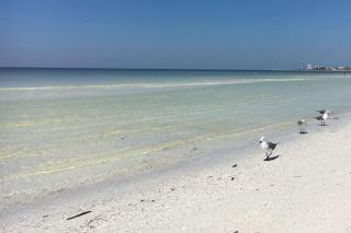 Kingston Arms, 2nd Floor, Walk to Beach - Sarasota - 8