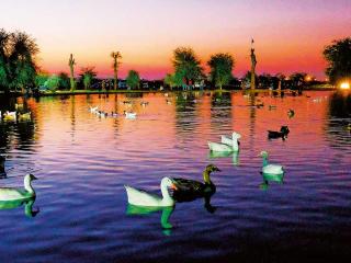 Al Qudra Lakes Camping by Hyba - 2