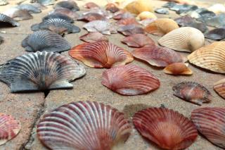 Hollis House - Carolina Beach - 5