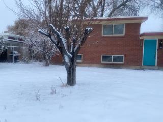 Red pine - 1
