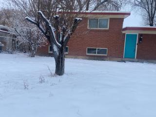 Red pine - 6