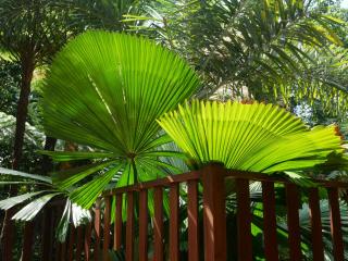 Fairy Falls - romantic Daintree Rainforest retreat with enchanting waterfall - 5