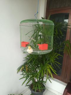 Lovely FLowers in Mount Lavinia - 2