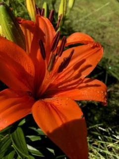 Mountain Views #578 - 6