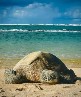 Embark on a journey through Maui with Aloha Glamp's jeep and rooftop tent allows you to discover diverse campgrounds, unveiling the island's beauty from unique perspectives each day - Paia - 2