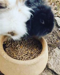 Chácara do Vale, lindo visual em Nova Friburgo - 4