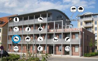 Hafendomicil Appartement WH10 - Reh - Waren - 2