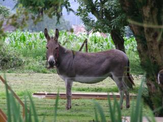 Le Clos des Anes Maison de campagne de plain-pied -  - 6