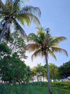 Temporada Peterle | AP 202 Irirí - 2