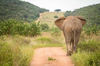 Ekuthuleni Lodge - Welgevonden Game Reserve - 2