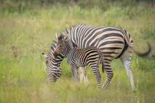 Tshwene Lodge - Reserva de Welgevonden - 7