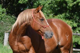 Silverstone Living - Semily - 7