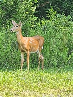 Serenity Hill bed and Breakfast - 7