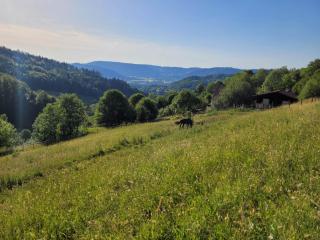RELAX CHALET Nature Retreat - isolé sur 3 hectares - confort de LUXE - maison entière 150m2 - près de La Bresse - Basse-sur-le-Rupt - 8