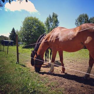 le gîte au pied des chevaux - 4