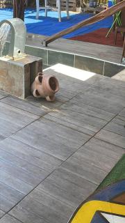 Location Piscine et terrasse pour vos fêtes - Kourou - 7