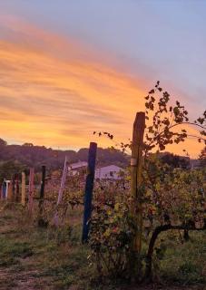 Wine House - Capannori - 7