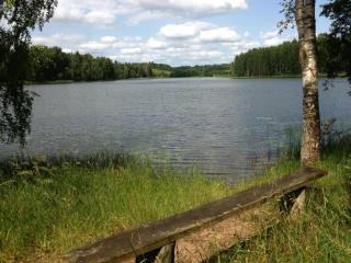 Pine trees - Evarti - 1