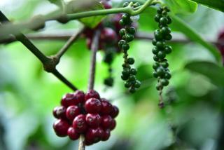 Madhuvana Homestay Coorg - Madikeri - 6