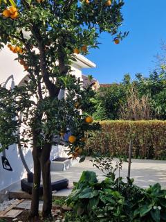 DOWNTOWN GARDEN - Lovište - 0