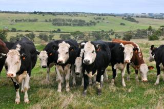 Bellevue Farmstay - 7