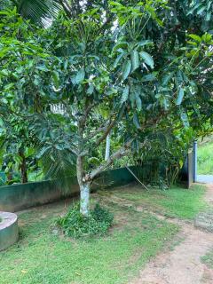 Green nature villa - Hapugala - 3