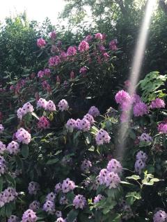 Smukt, sjælfuldt og charmerende hus midt i Odense. - 3