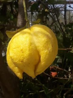 LEMON TREE GARDEN near Mirtos beach - 1