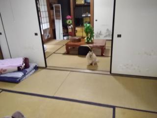Japanese old house - Takatsuki - 1