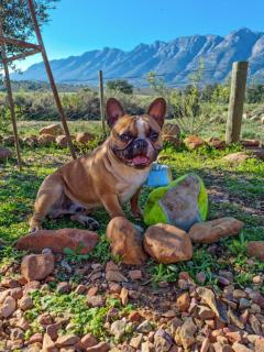 31 on Witzenberg, Tulbagh - Wolseley - 2
