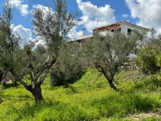 Haus mit Pool im Olivenhain - Koroni - 4