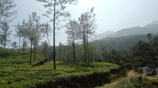 Padikkal Bunglows - Vayittiri - 8