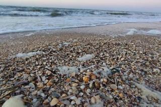 Cottages Normands (deux maisons) - 3