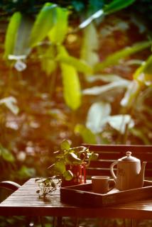 The Flying Squirrel Bandhavgarh - Umariā - 6