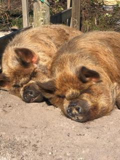 Letterfrack Mountain Farm Cottage on farm in village centre - Letterfrack - 8
