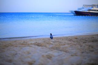 3 bedroom villa, El Mamsha - Hurghada - 9